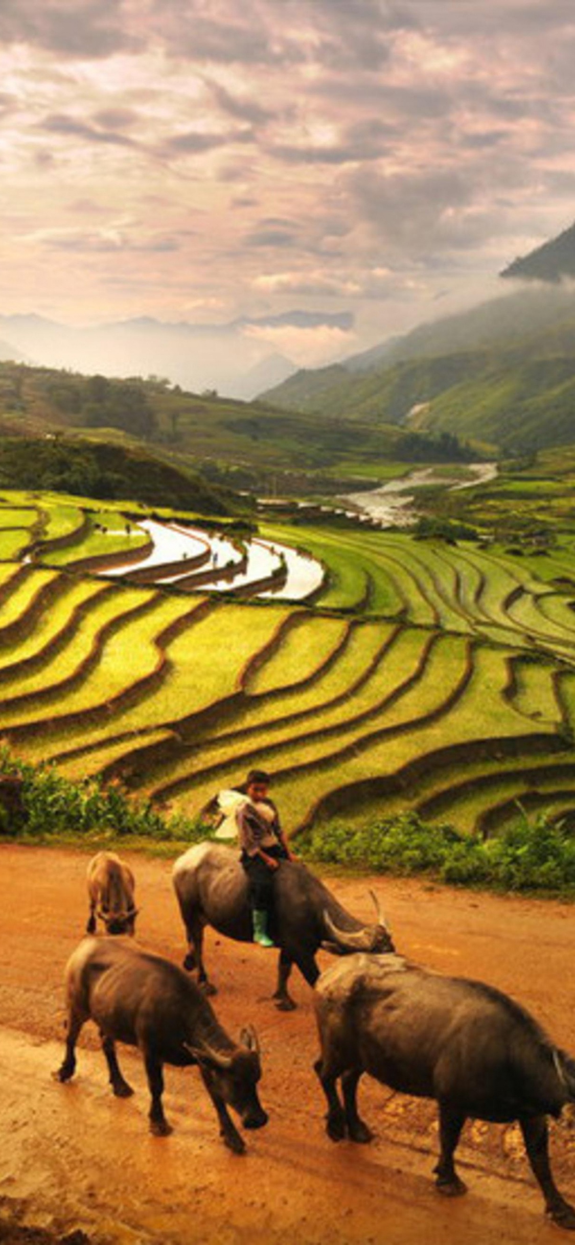 Обои Шапа, сенокосное угодье, выгон, пейзаж, сельский район в разрешении 1125x2436