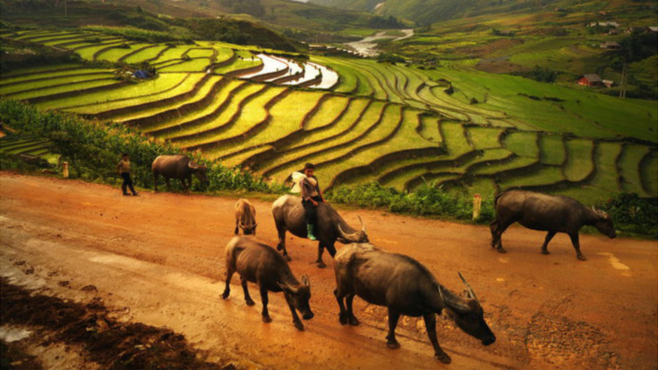 Обои Шапа, сенокосное угодье, выгон, пейзаж, сельский район в разрешении 2560x1440