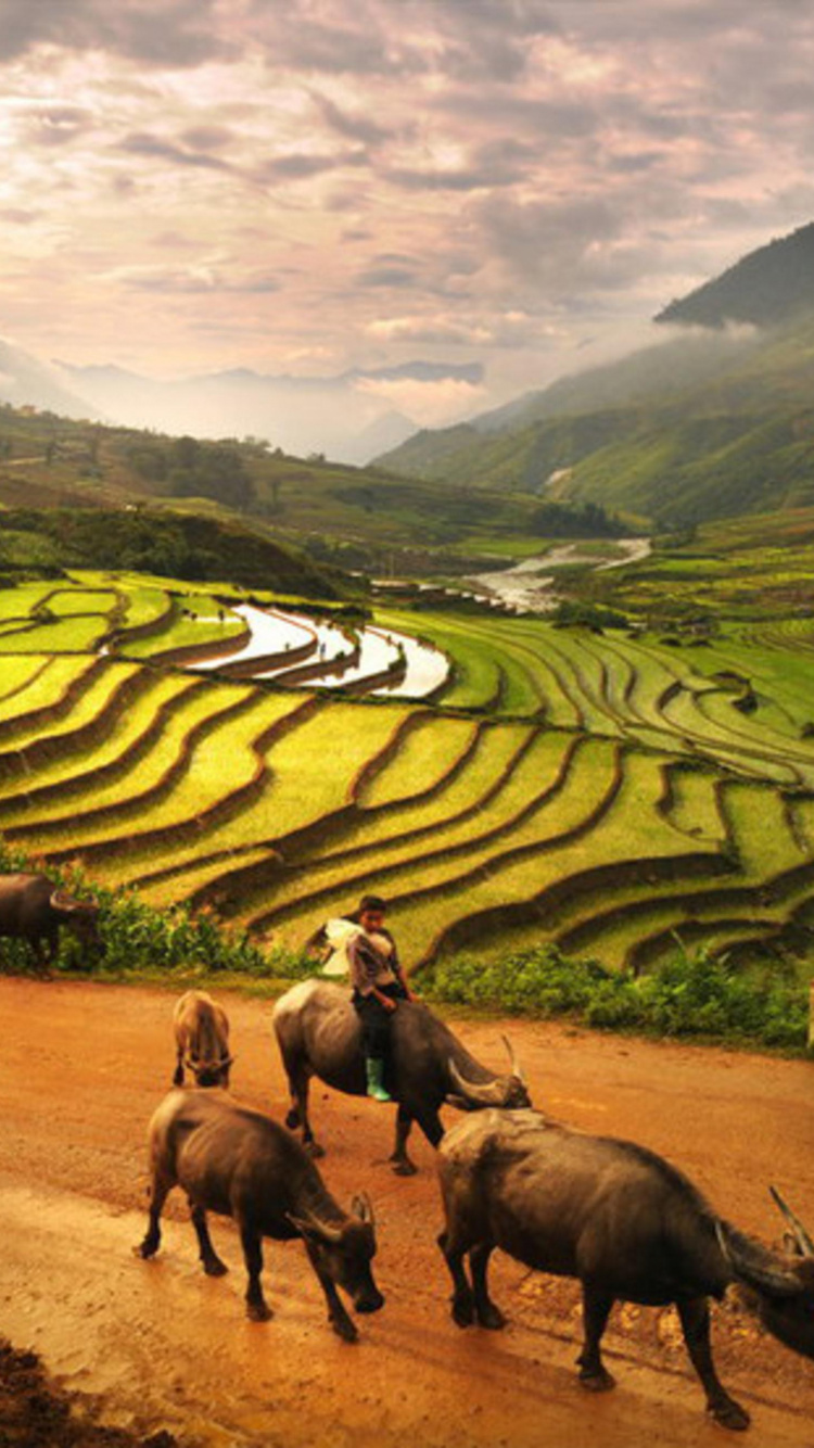 Обои Шапа, сенокосное угодье, выгон, пейзаж, сельский район в разрешении 750x1334