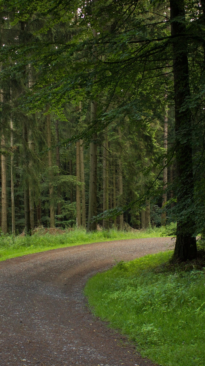 Обои путь, лес, дерево, лесистая местность, природа в разрешении 720x1280