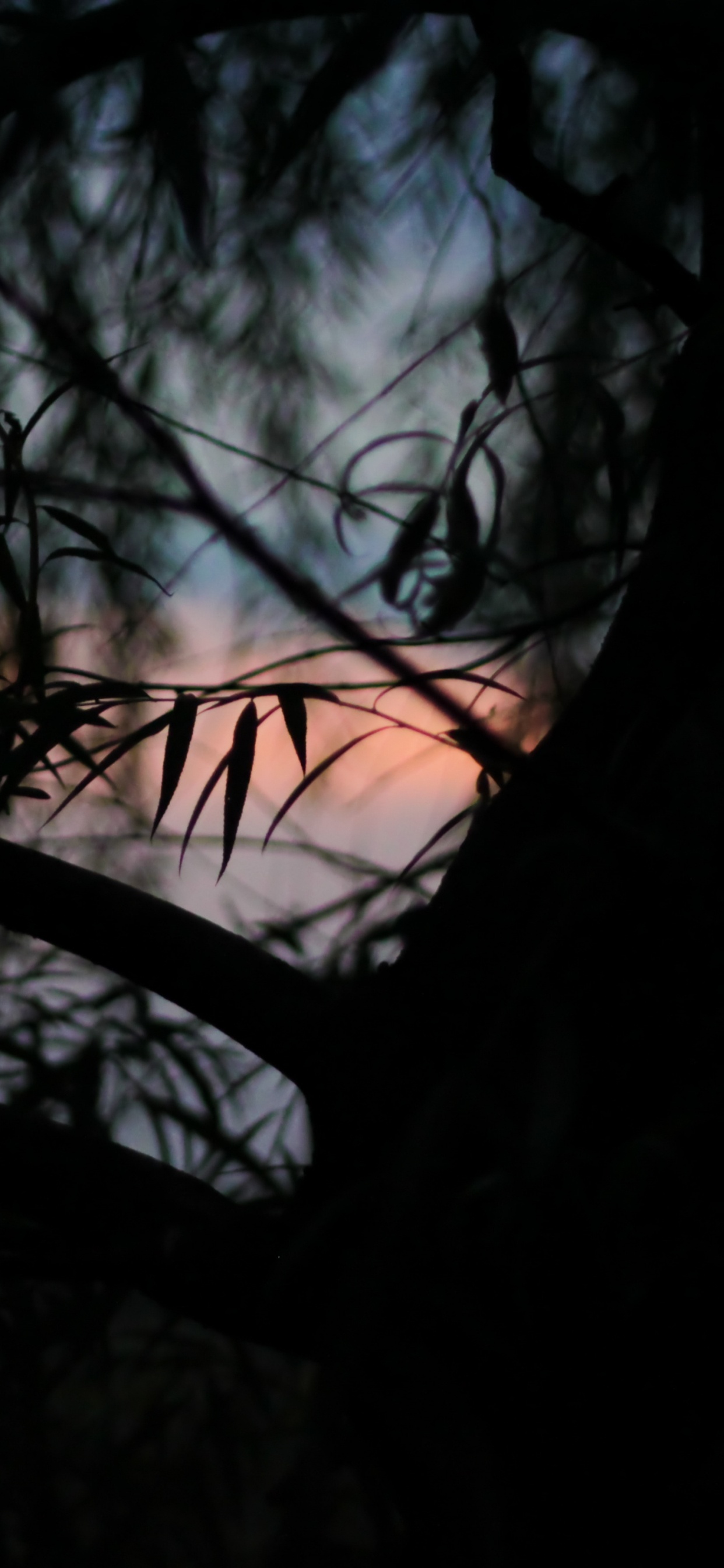 Обои черный, темнота, ветвь, природа, дерево в разрешении 1242x2688