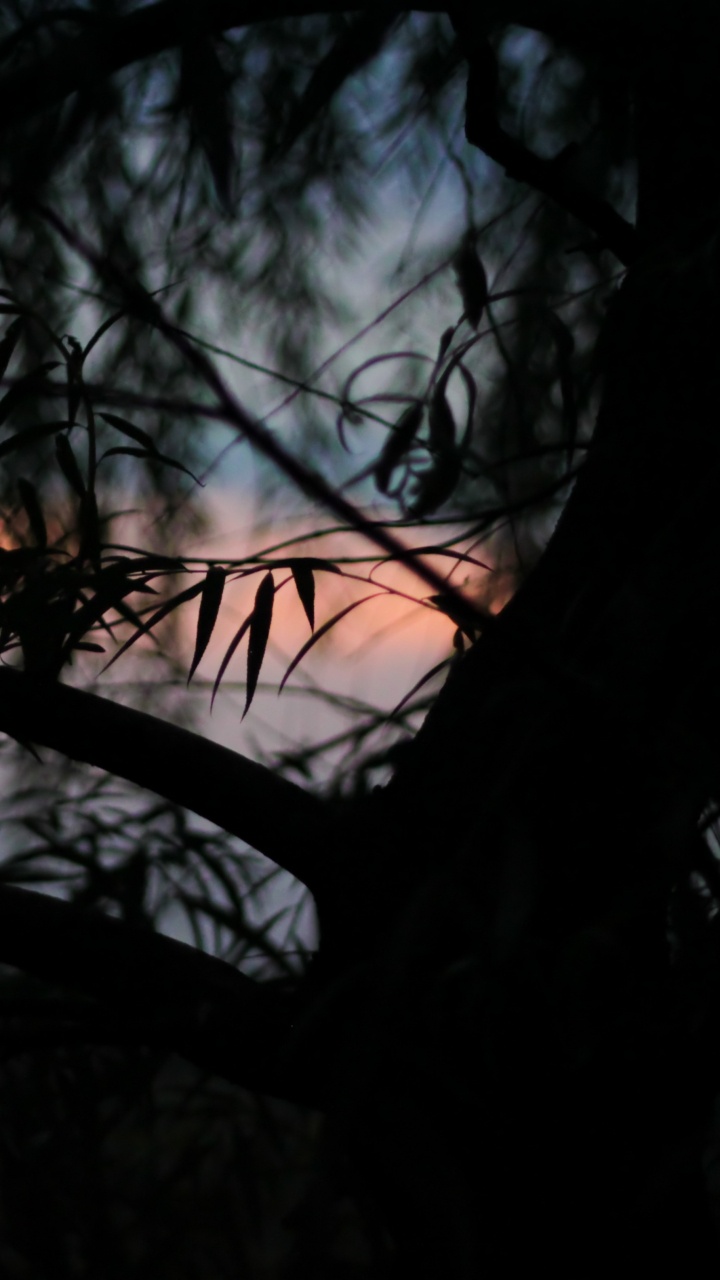 Обои черный, темнота, ветвь, природа, дерево в разрешении 720x1280