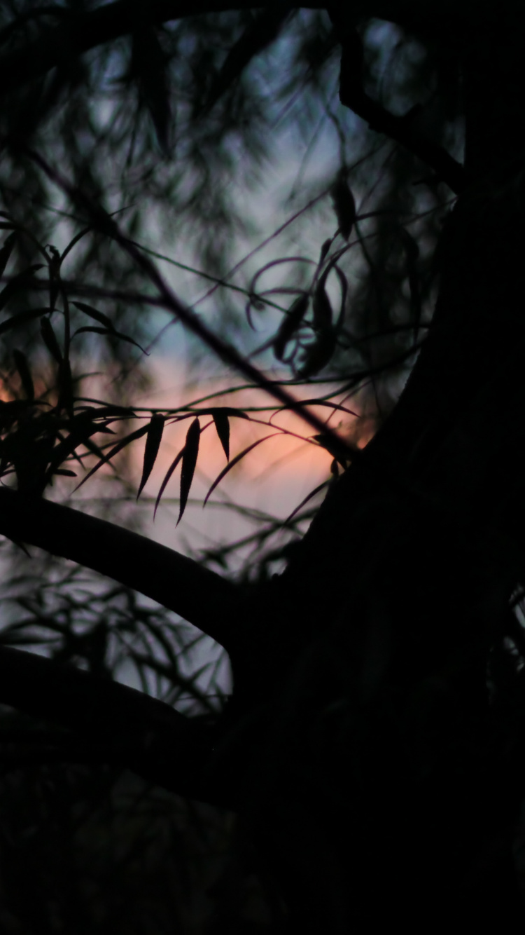 Обои черный, темнота, ветвь, природа, дерево в разрешении 750x1334