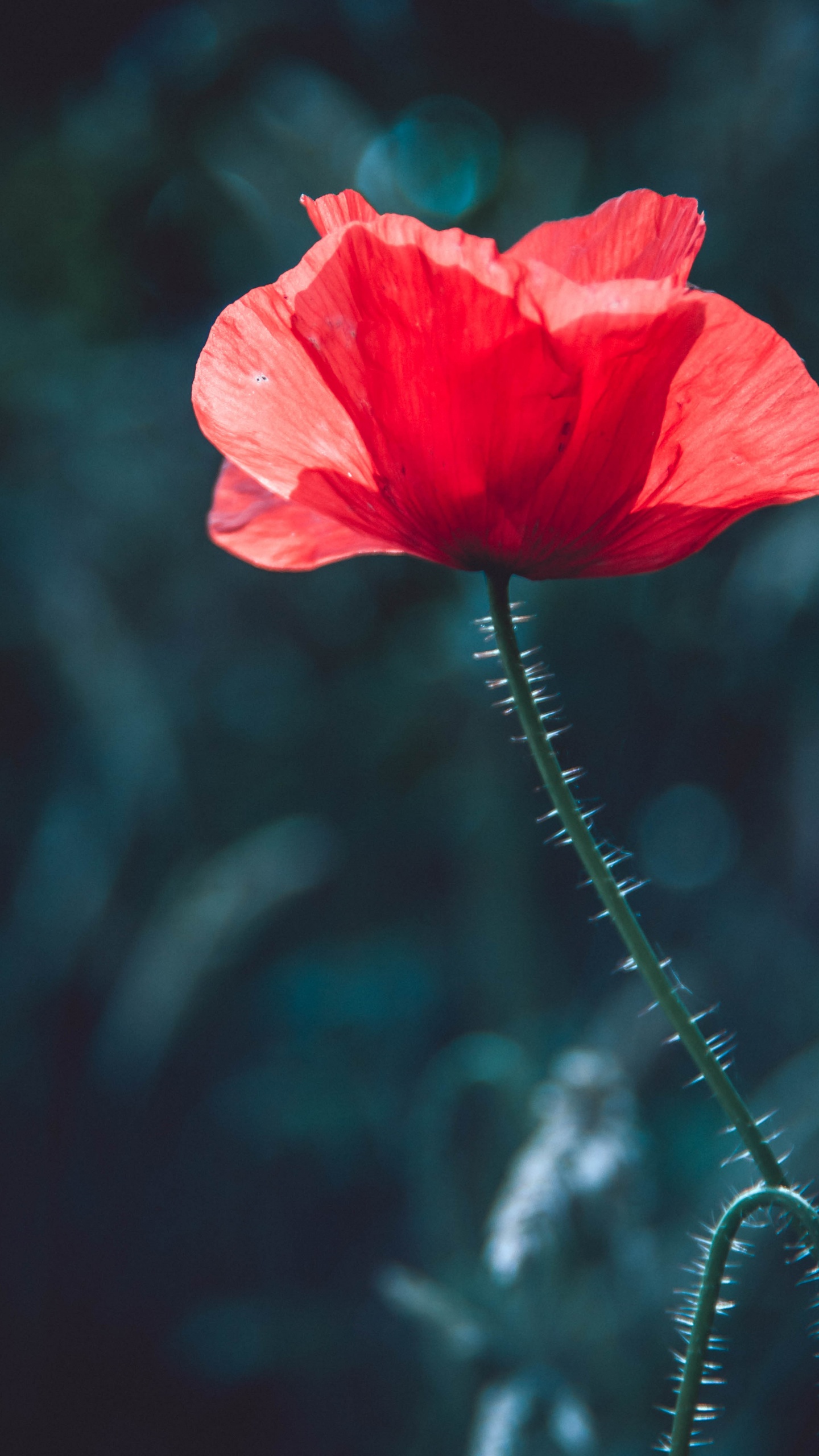 Обои рассада, стебель растения, красный цвет, цветок, лепесток в разрешении 1440x2560