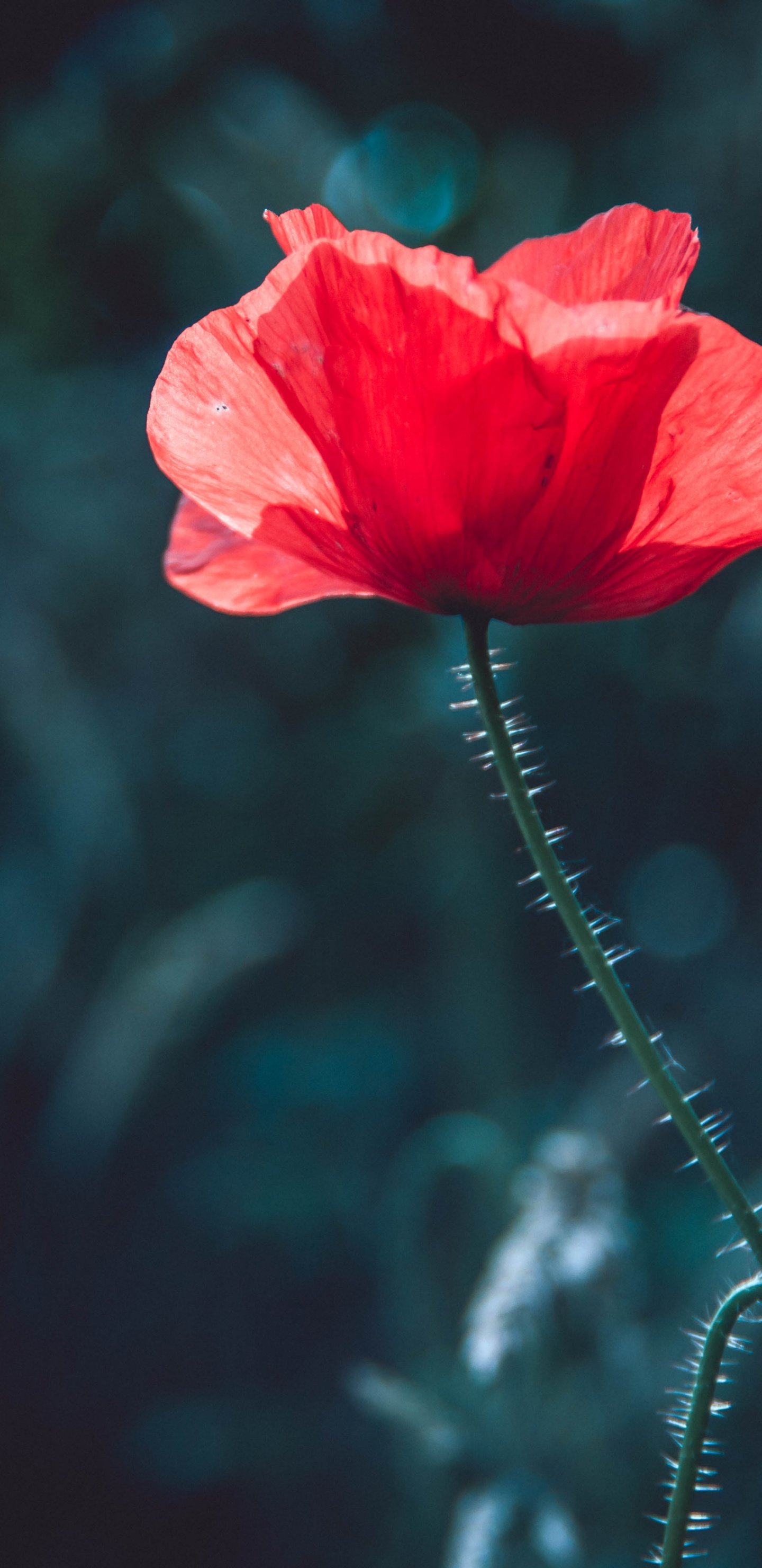 Обои рассада, стебель растения, красный цвет, цветок, лепесток в разрешении 1440x2960