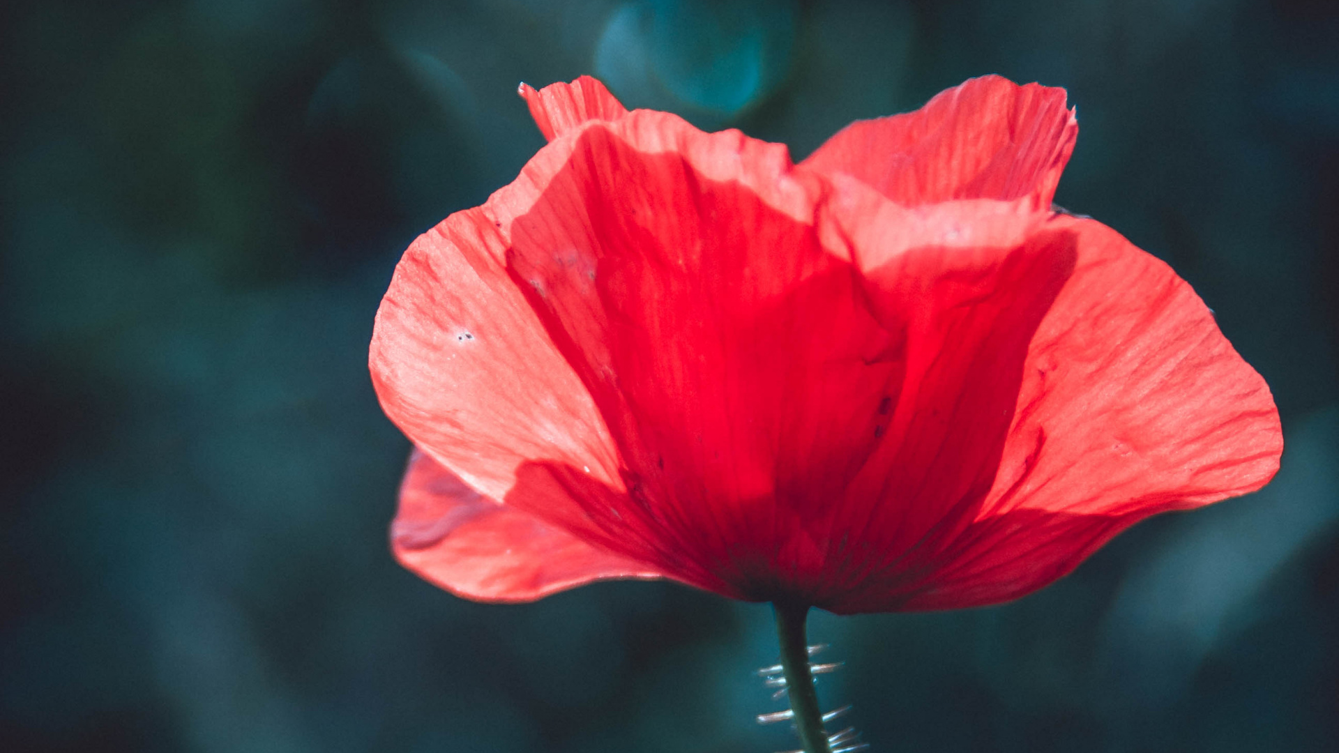 Обои рассада, стебель растения, красный цвет, цветок, лепесток в разрешении 1920x1080