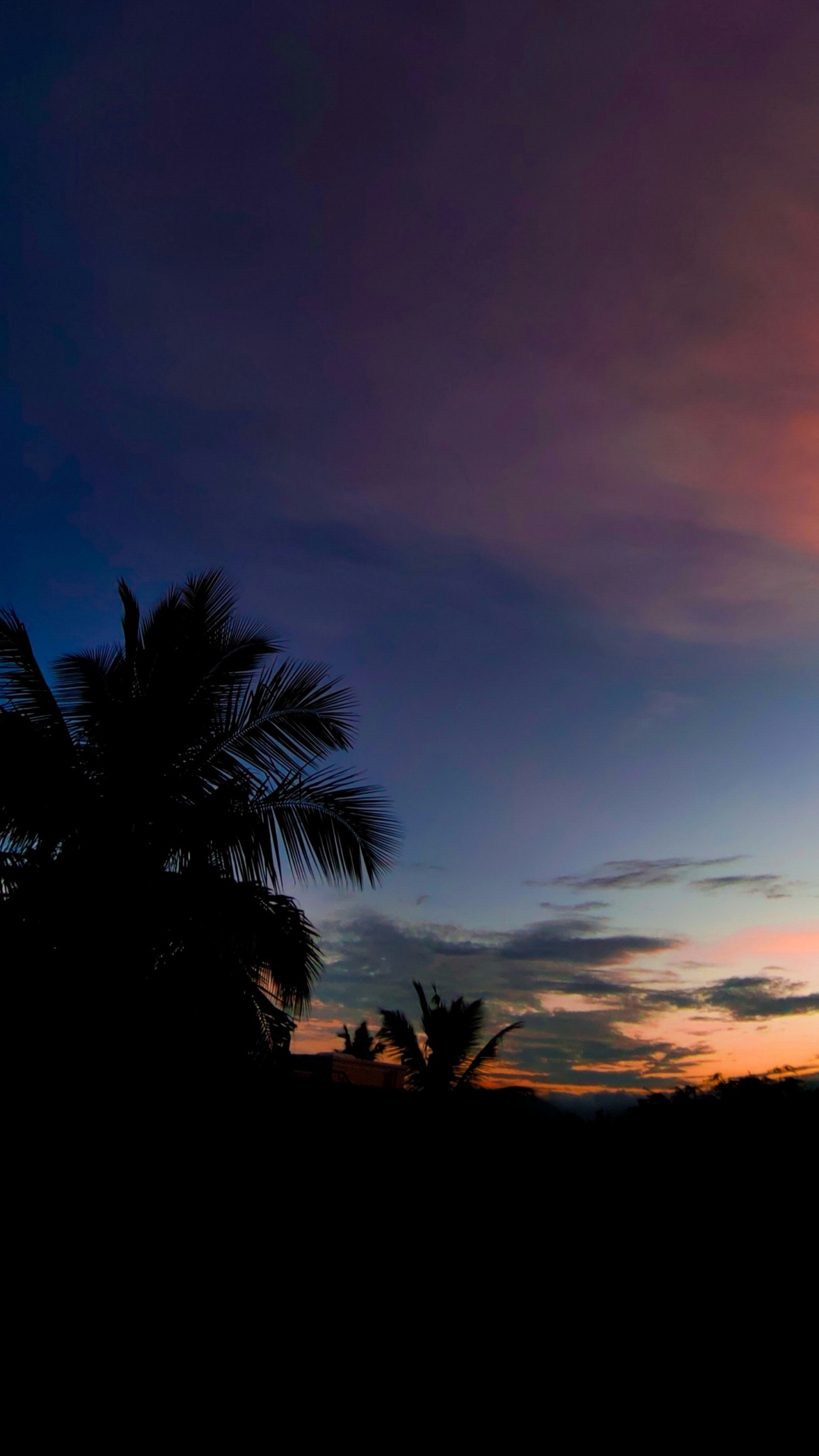 Обои пальмовые рощи, облако, атмосфера, растение, природа в разрешении 1080x1920