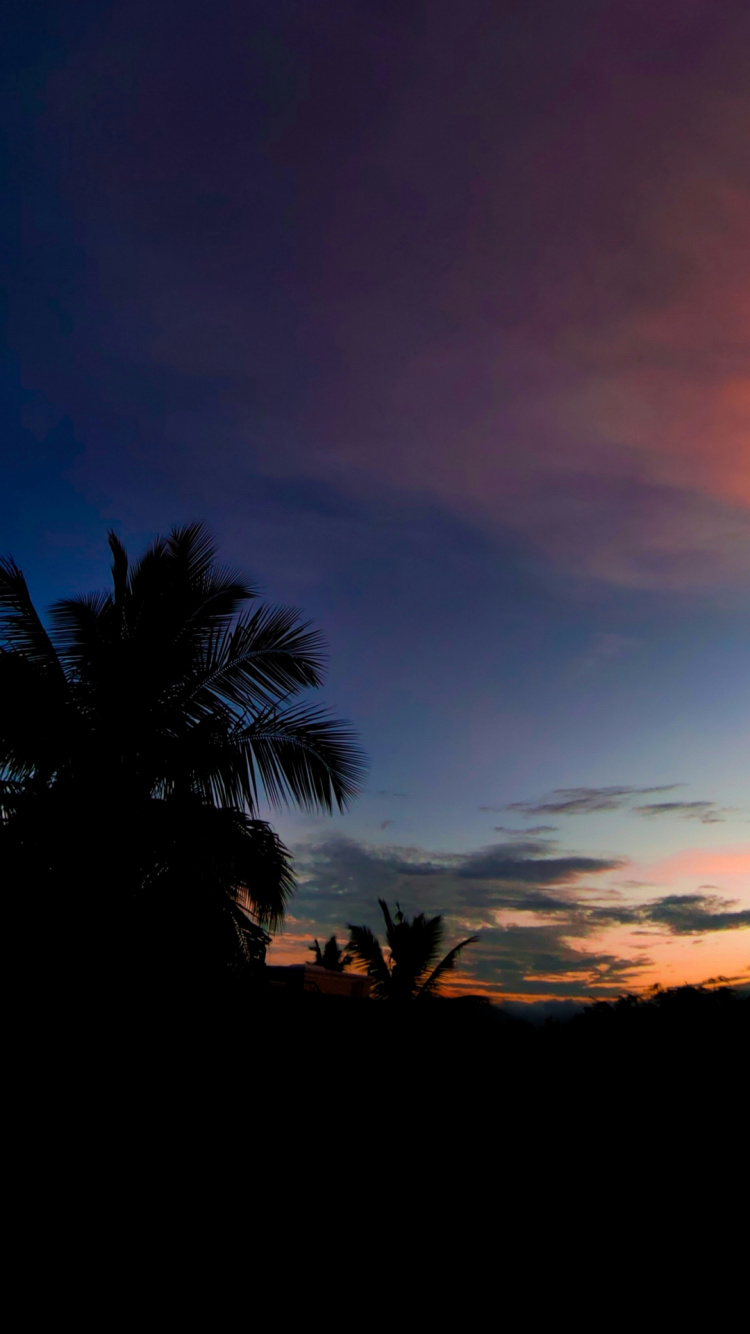 Обои пальмовые рощи, облако, атмосфера, растение, природа в разрешении 750x1334