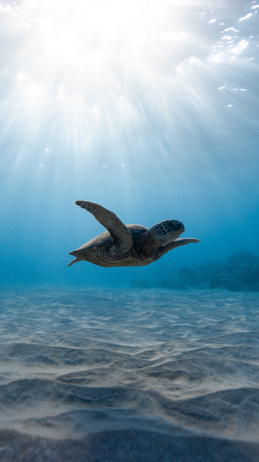 Обои морская черепаха, подземные воды, вода, море, океан в разрешении 1080x1920