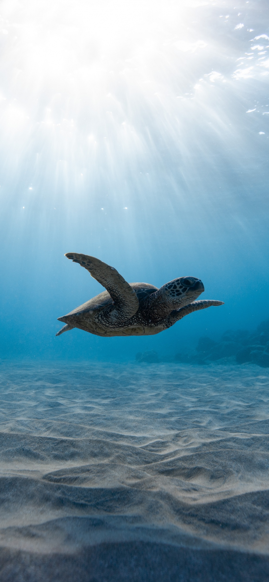 Обои морская черепаха, подземные воды, вода, море, океан в разрешении 1125x2436