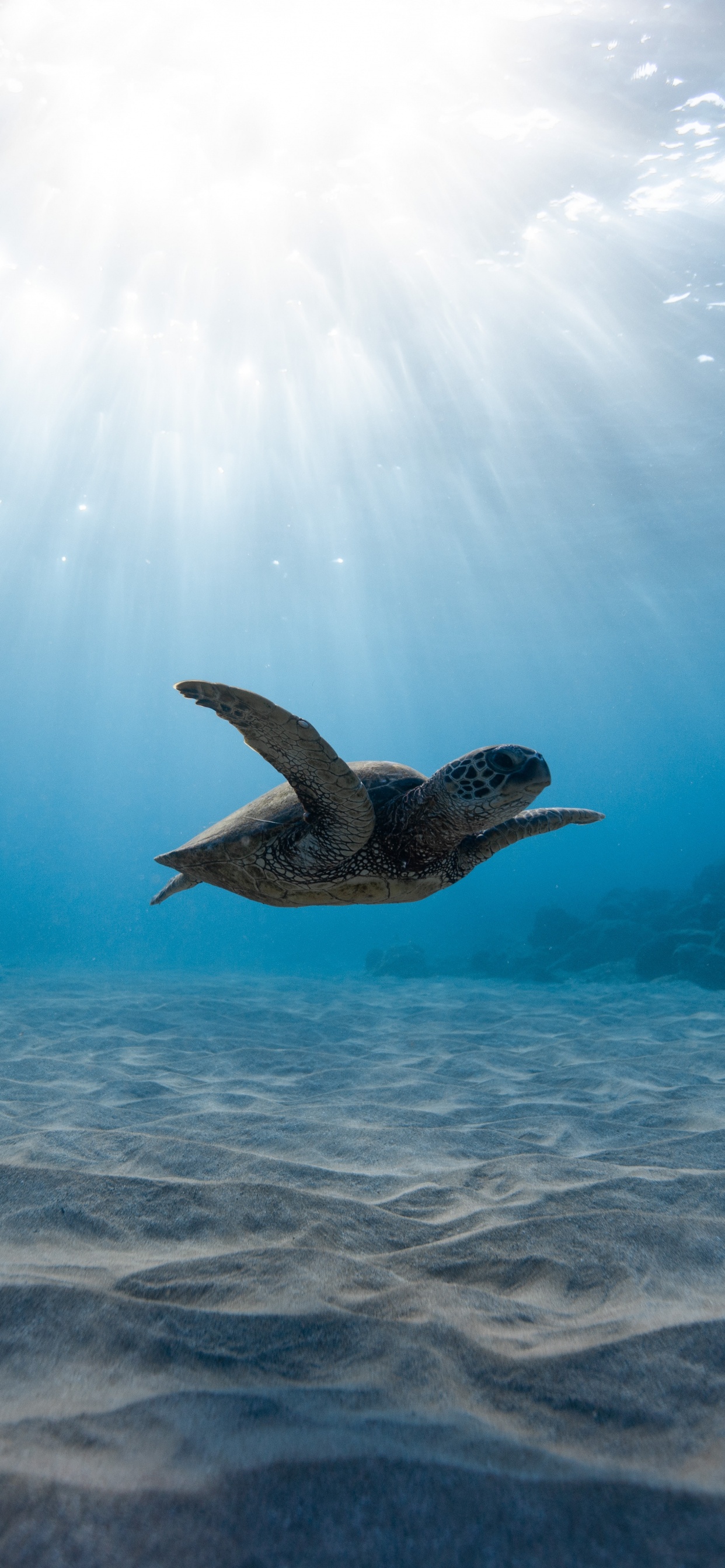 Обои морская черепаха, подземные воды, вода, море, океан в разрешении 1242x2688