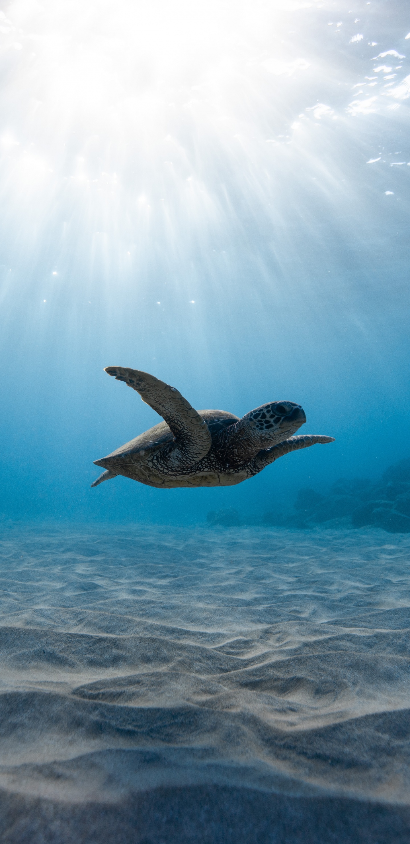 Обои морская черепаха, подземные воды, вода, море, океан в разрешении 1440x2960