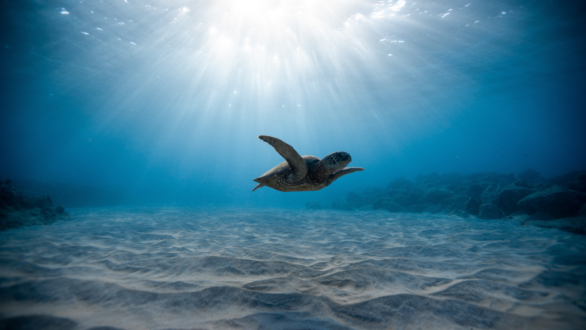 Обои морская черепаха, подземные воды, вода, море, океан в разрешении 1920x1080