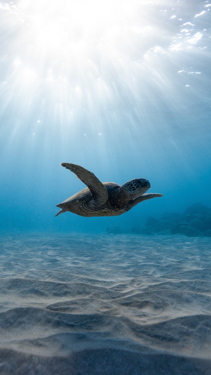 Обои морская черепаха, подземные воды, вода, море, океан в разрешении 720x1280