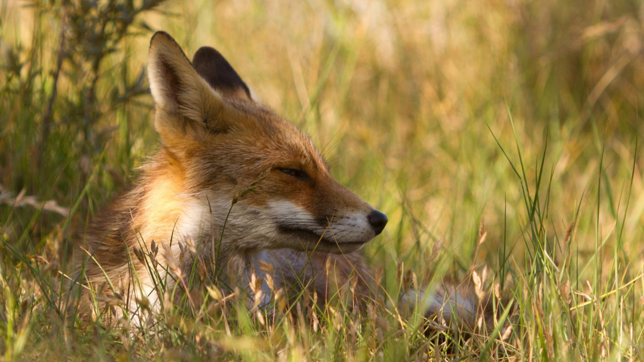 Обои рыжая лисица, живая природа, шакал, лисица в разрешении 1280x720