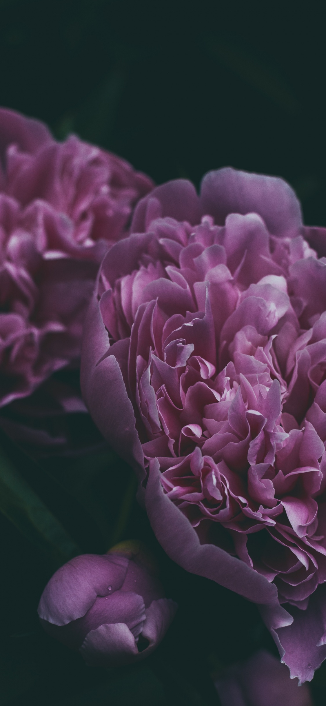 Обои пион, цветок, цветковое растение, лепесток, Фиолетовый в разрешении 1125x2436