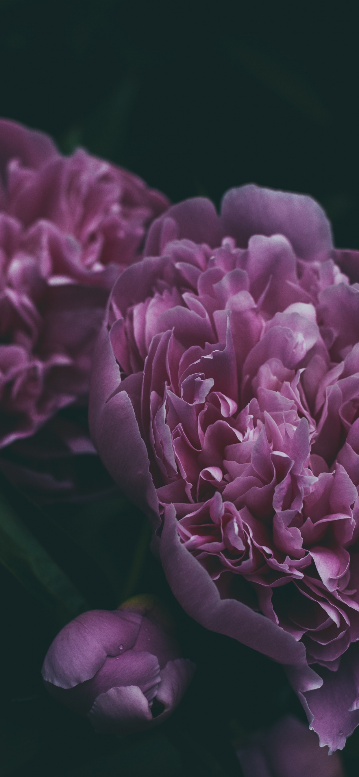 Обои пион, цветок, цветковое растение, лепесток, Фиолетовый в разрешении 1242x2688