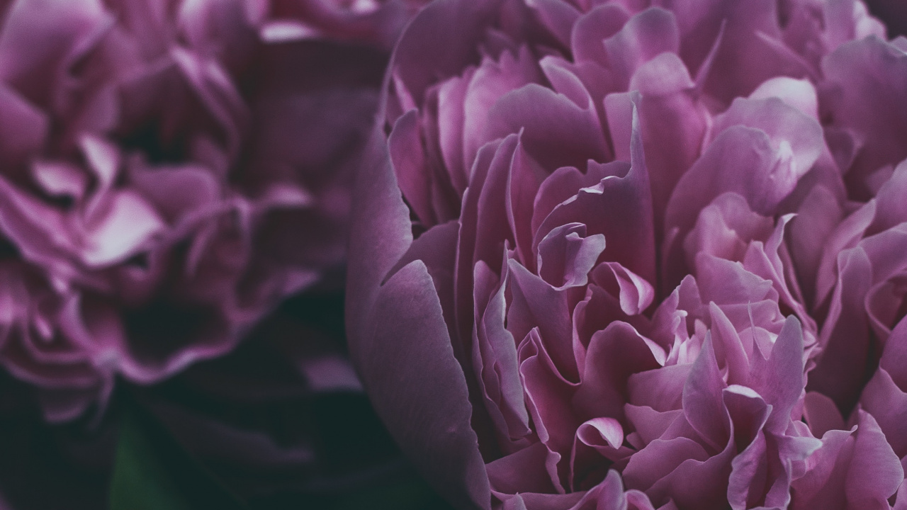 Обои пион, цветок, цветковое растение, лепесток, Фиолетовый в разрешении 1280x720