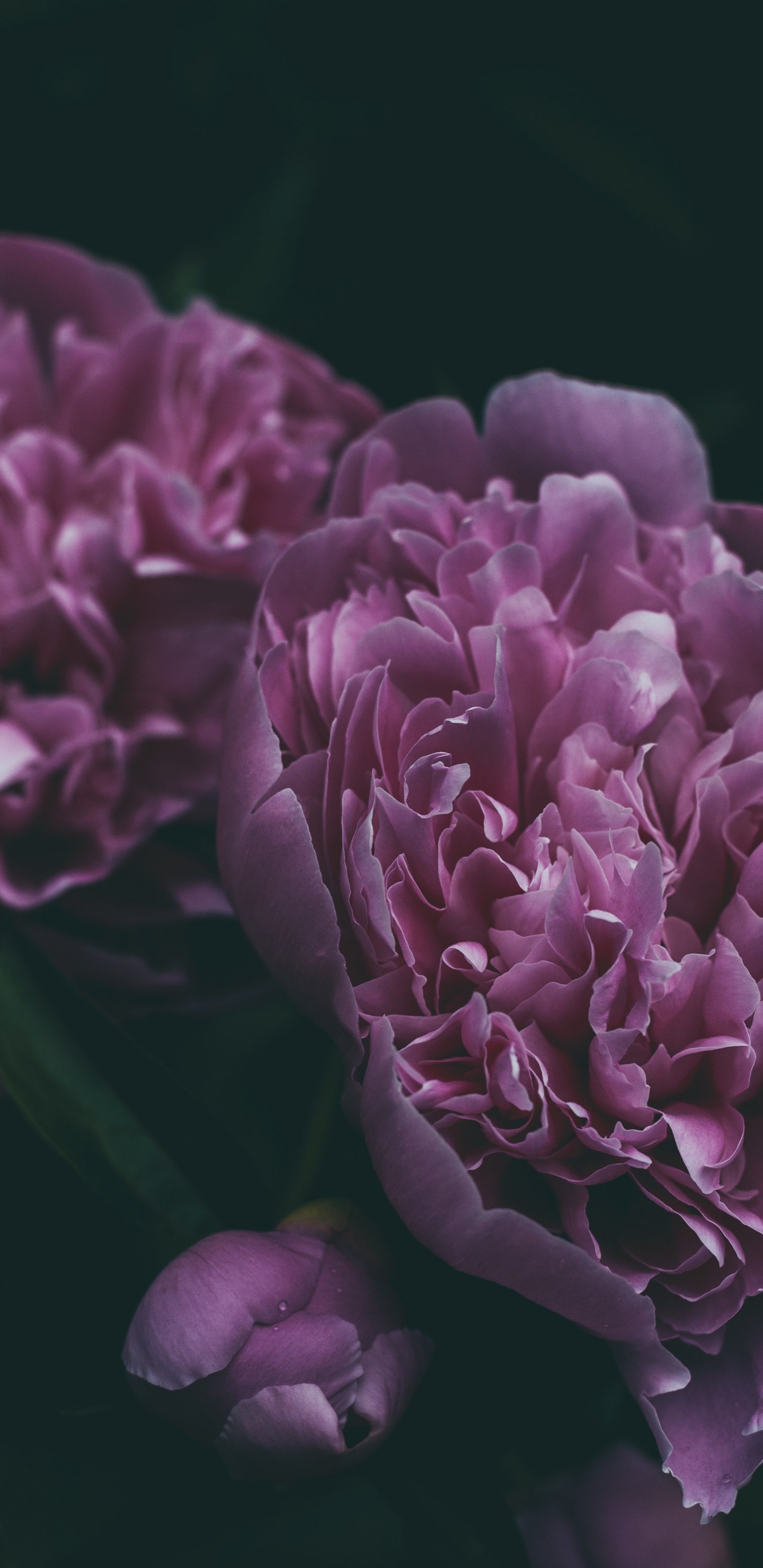 Обои пион, цветок, цветковое растение, лепесток, Фиолетовый в разрешении 1440x2960