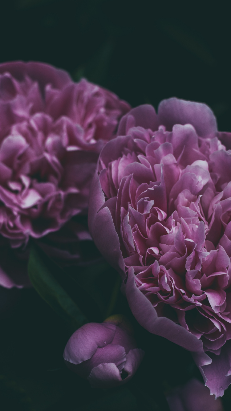 Обои пион, цветок, цветковое растение, лепесток, Фиолетовый в разрешении 750x1334