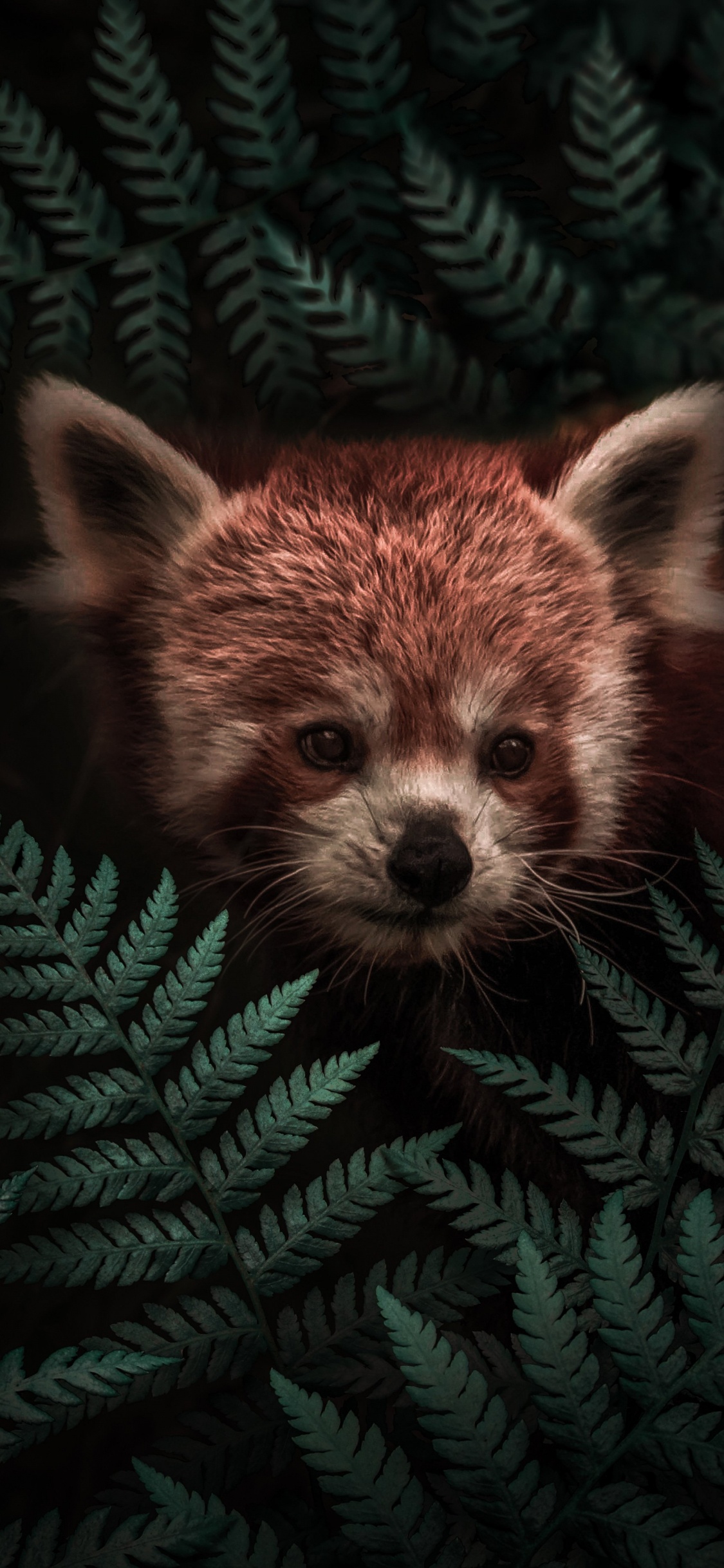 Обои Крадущаяся красная панда в разрешении 1125x2436