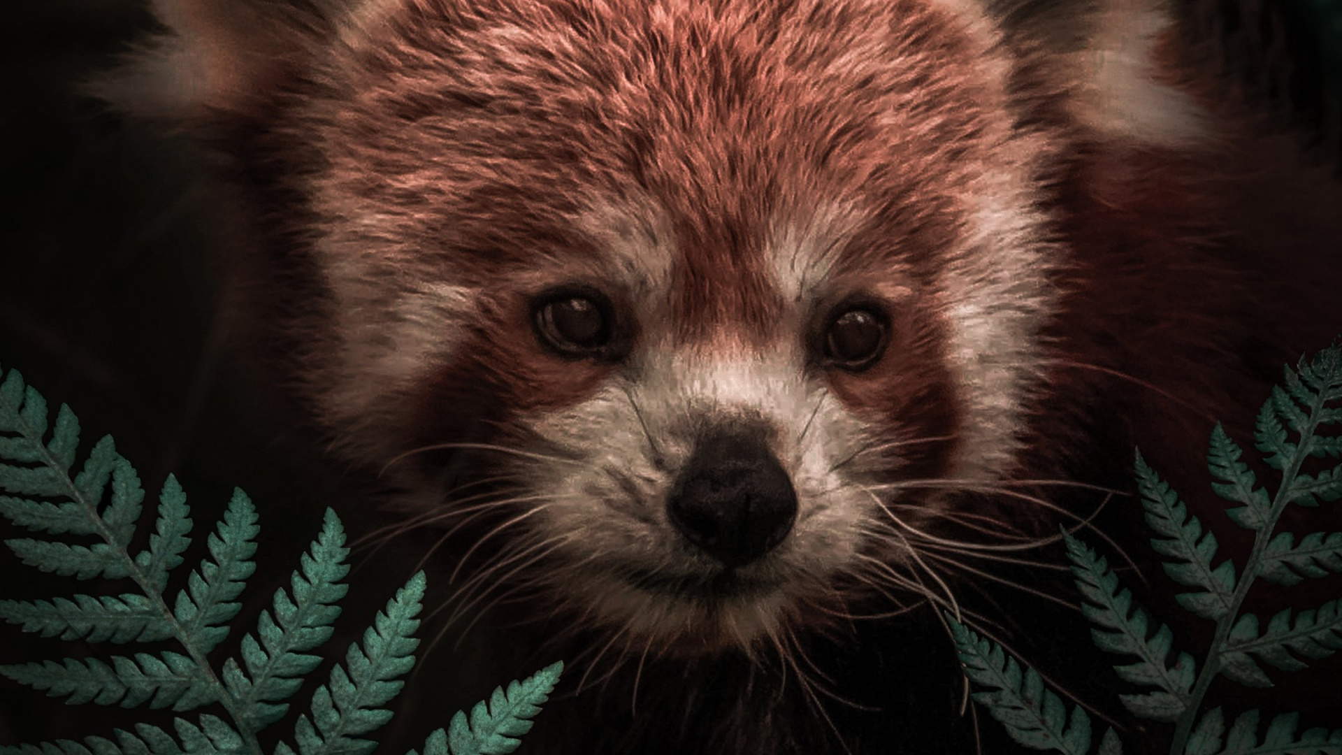 Обои Крадущаяся красная панда в разрешении 1920x1080