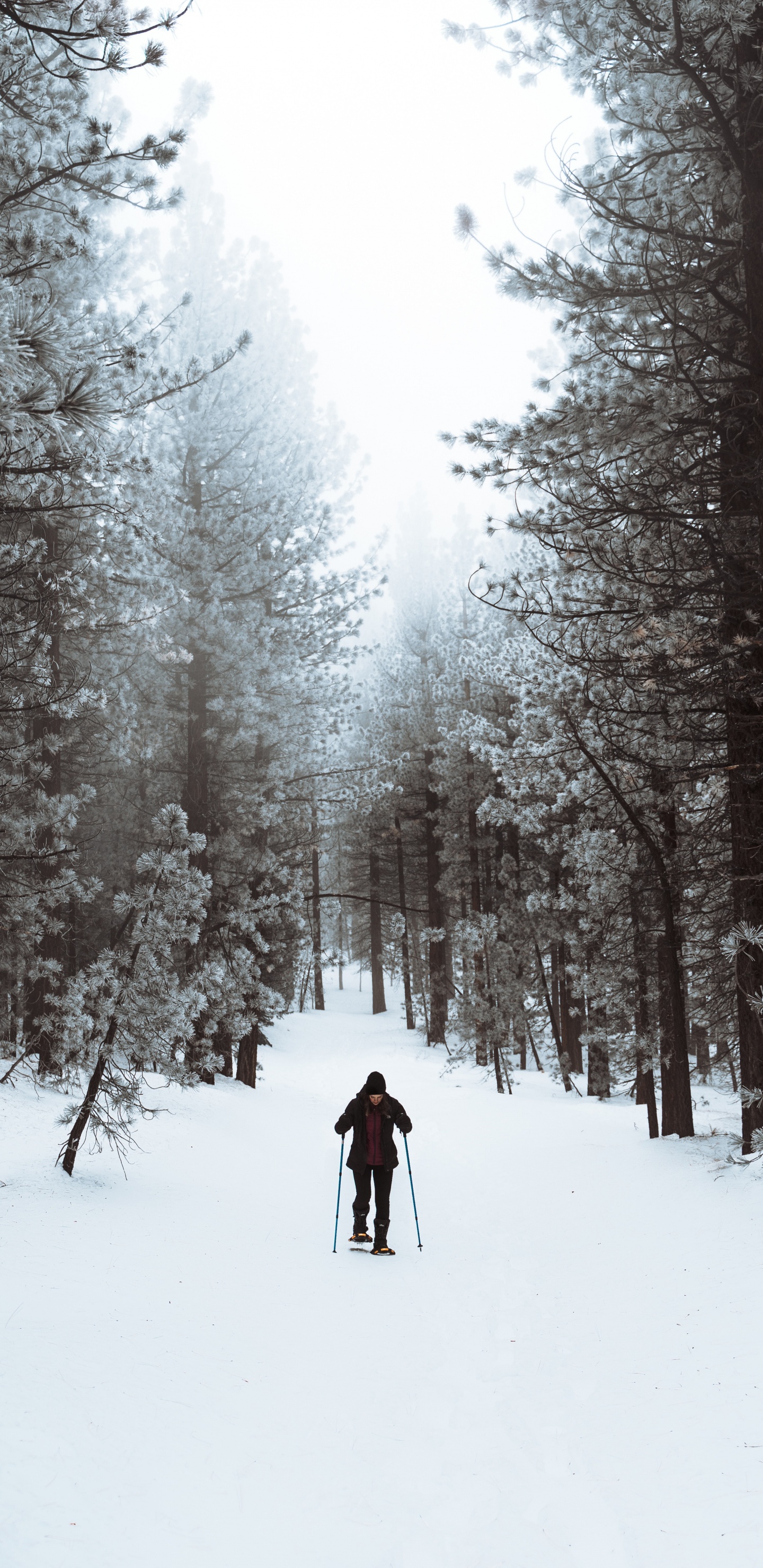 Обои зима, снег, дерево, замораживание, лес в разрешении 1440x2960