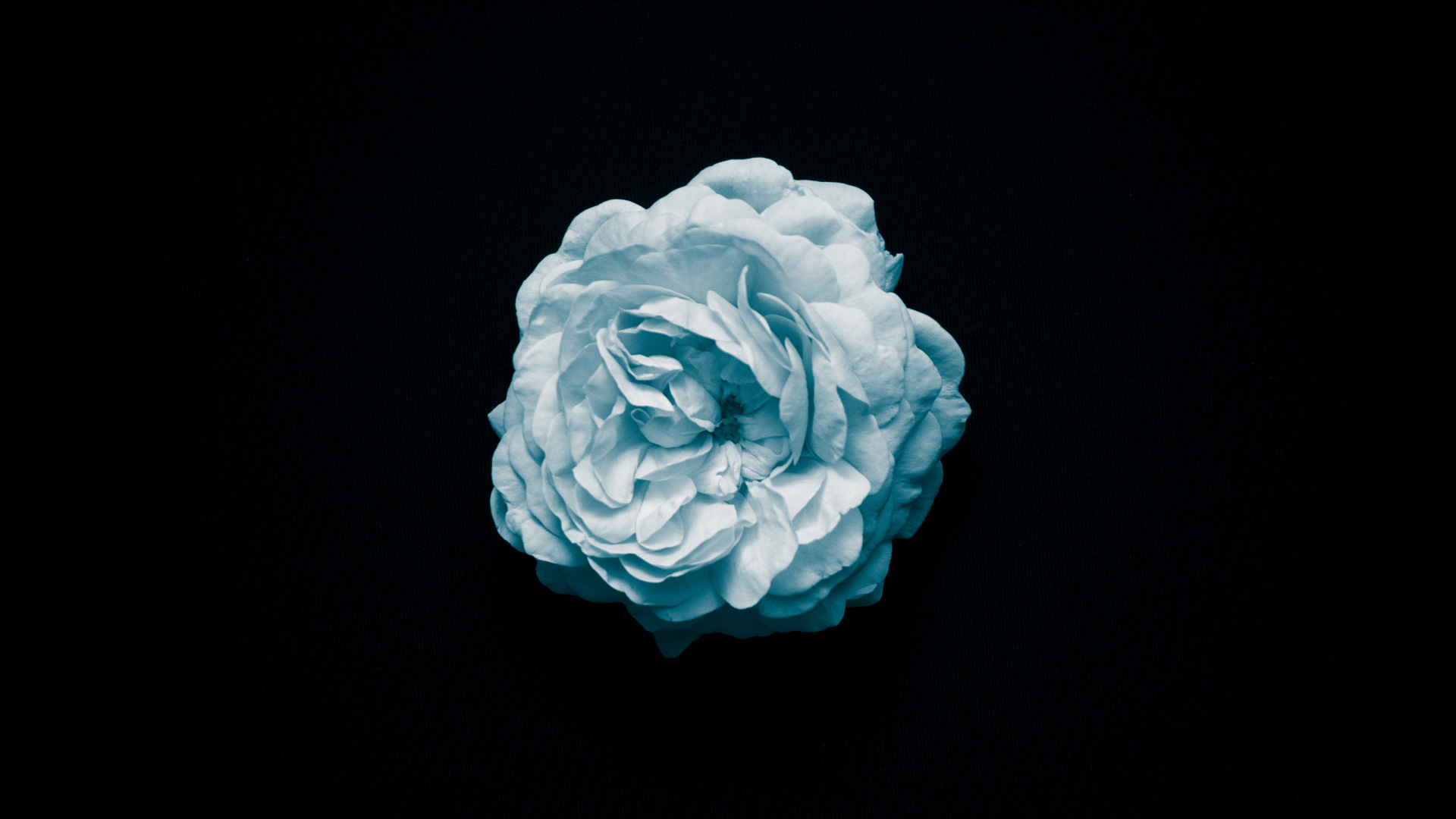 Обои daramola последний раз когда я пытался, Apple Музыка, растение, Альбом, спотифай в разрешении 1920x1080