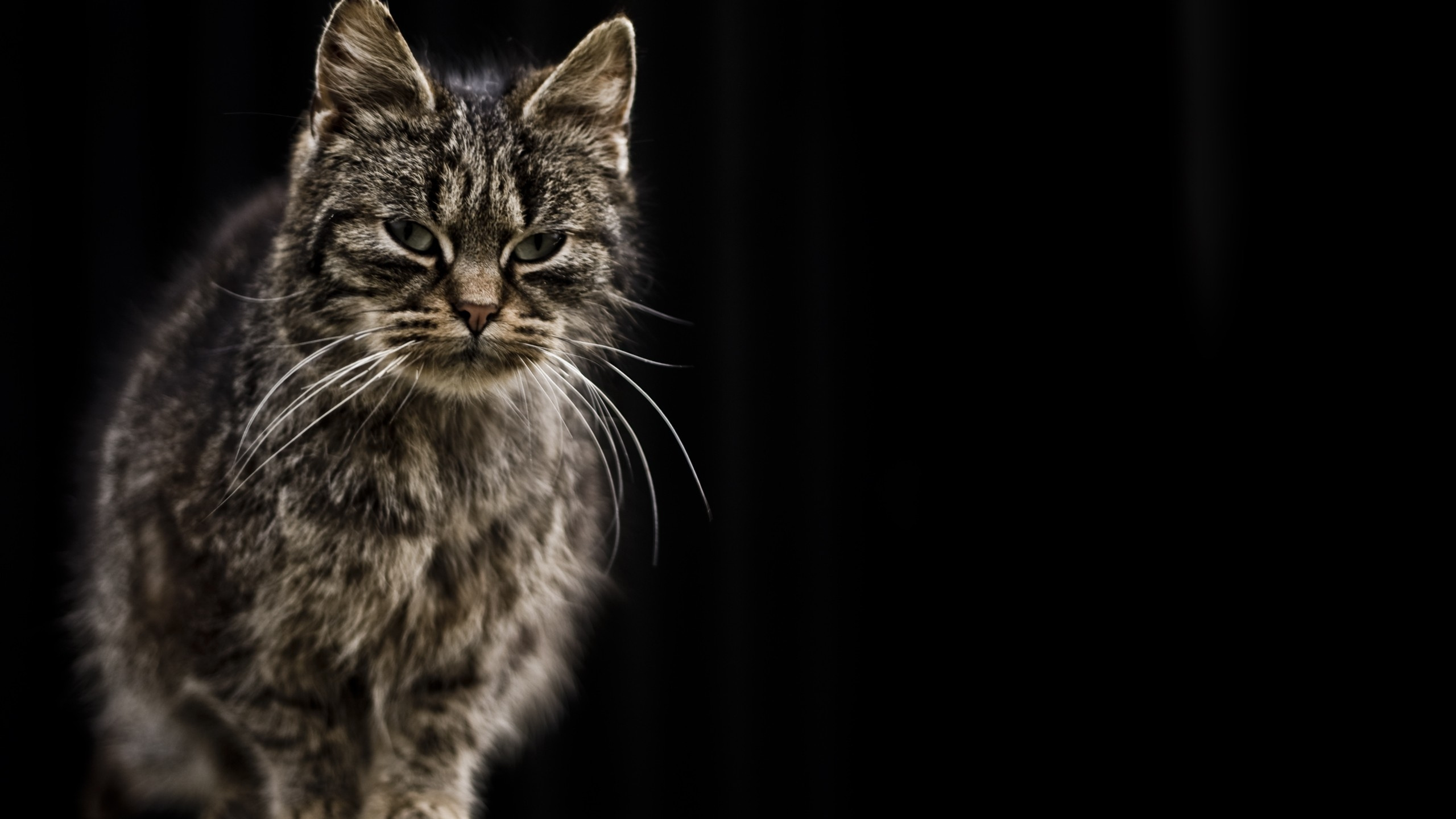 Обои кот, полосатый кот, ли дракон в разрешении 2560x1440