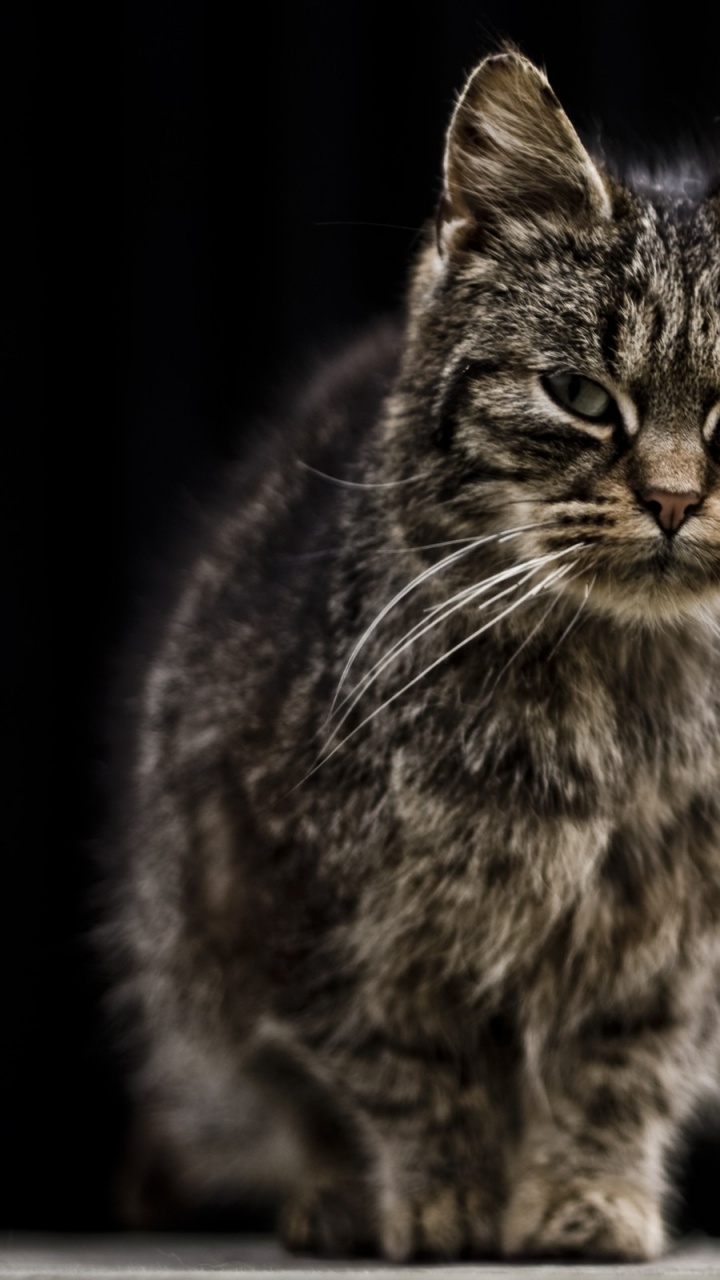 Обои кот, полосатый кот, ли дракон в разрешении 720x1280