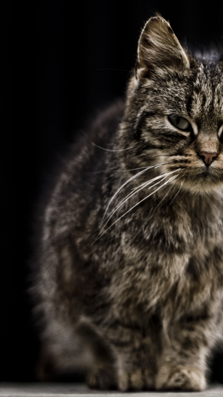 Обои кот, полосатый кот, ли дракон в разрешении 750x1334