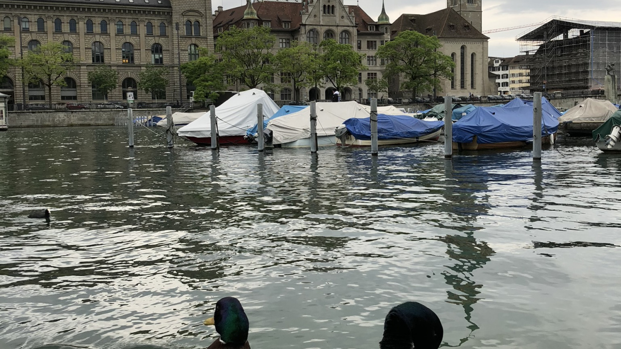 Обои мошенник, Дикая утка, утка, вода, водоплавающая птица в разрешении 1280x720