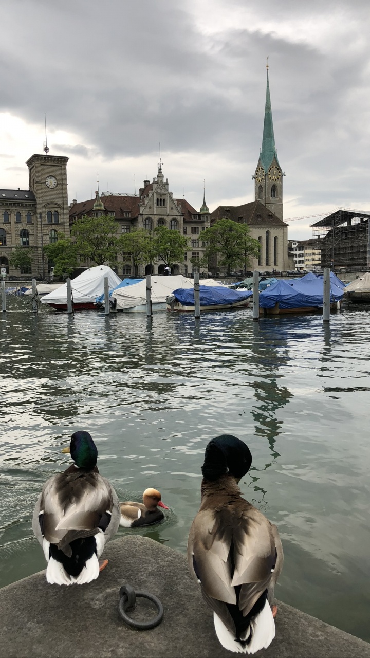 Обои мошенник, Дикая утка, утка, вода, водоплавающая птица в разрешении 720x1280