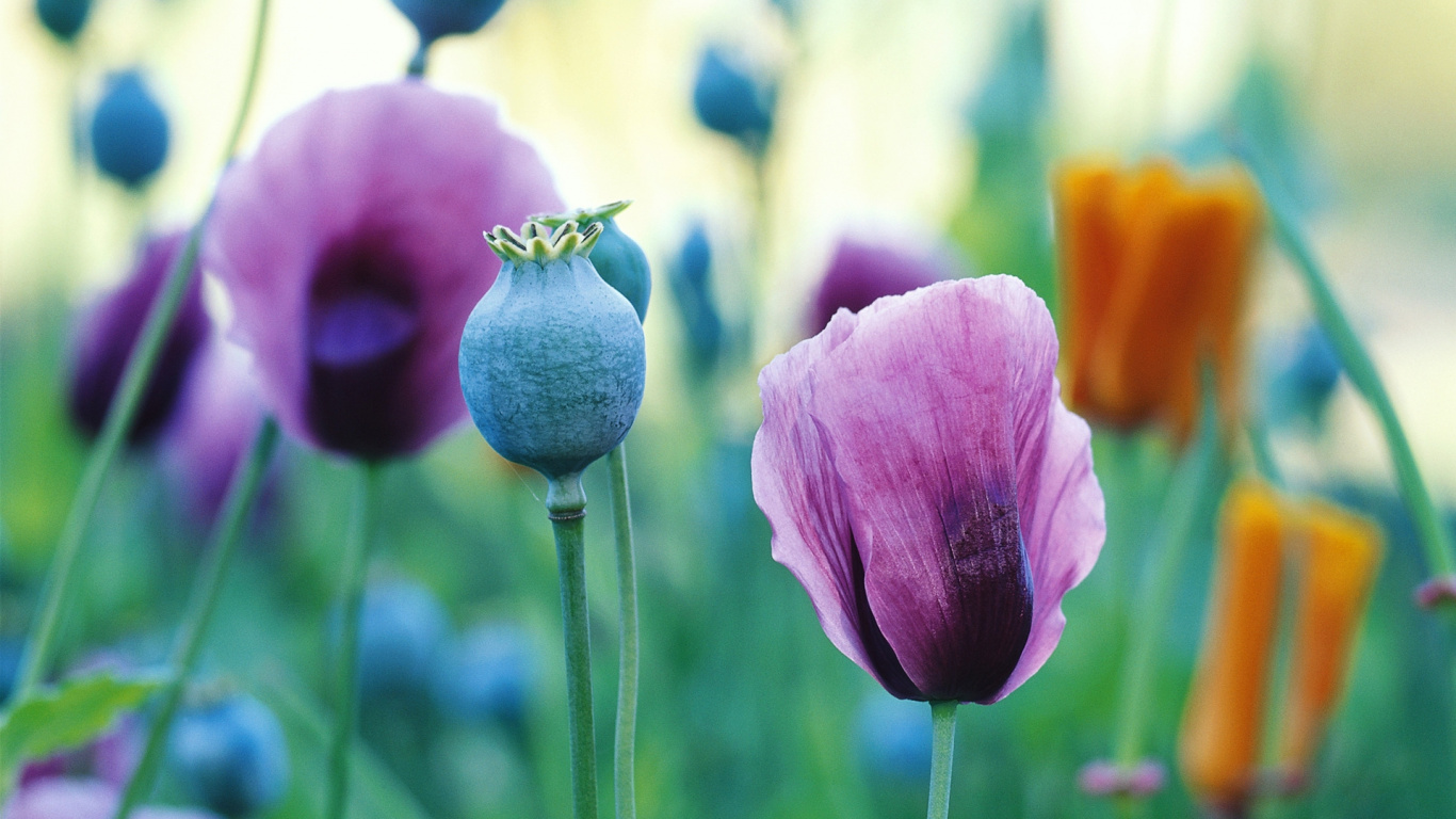 Обои пурпур, лепесток, растение, Фиолетовый, цветковое растение в разрешении 1366x768