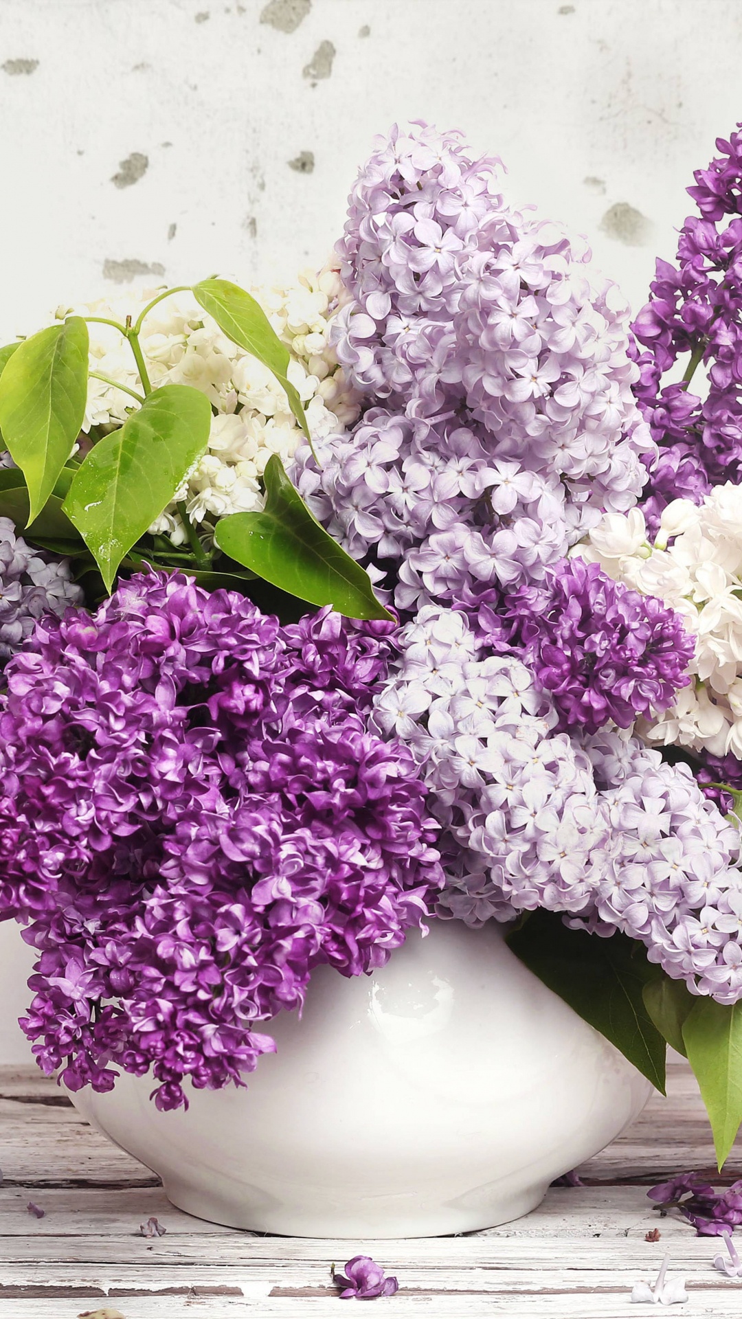 Обои цветок, сирень, пурпур, лаванда, Фиолетовый в разрешении 1080x1920