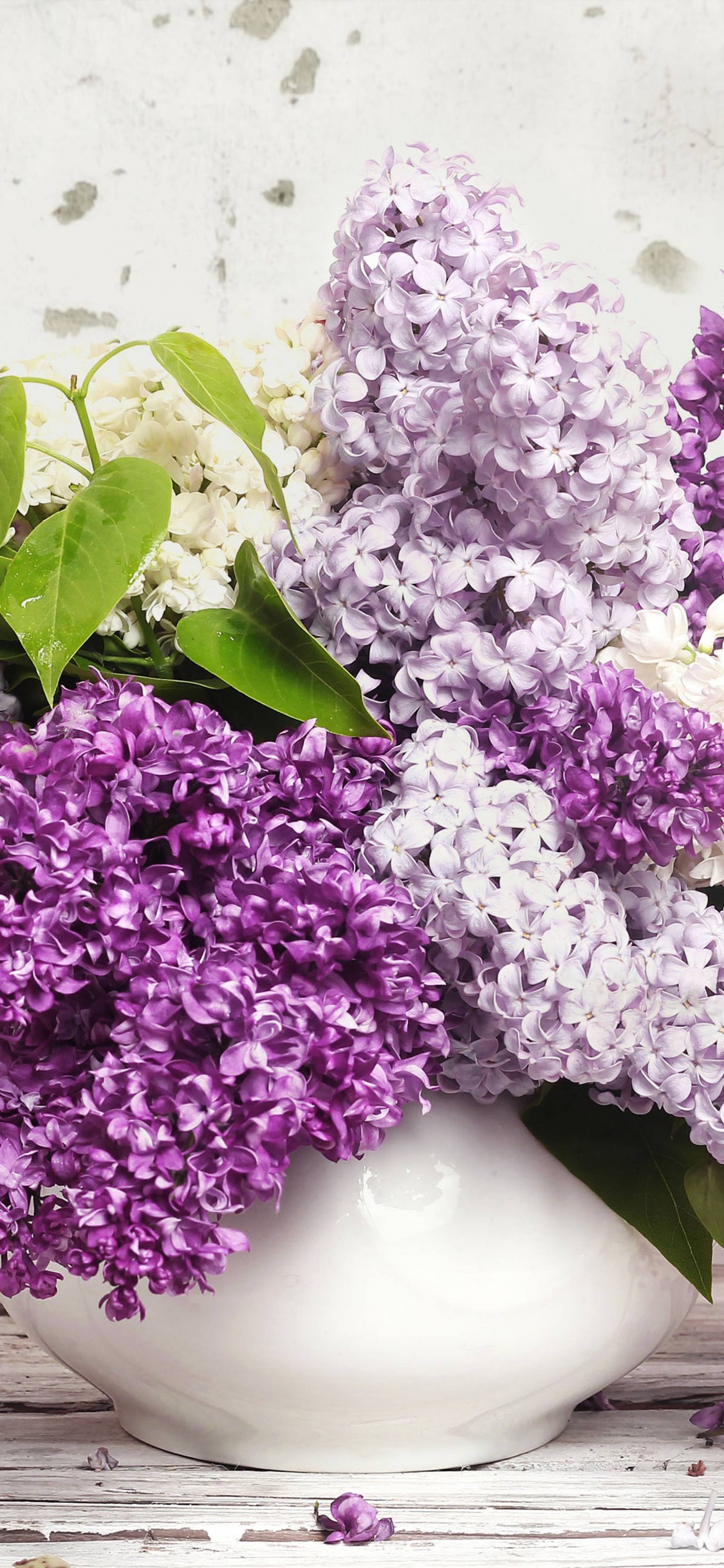 Обои цветок, сирень, пурпур, лаванда, Фиолетовый в разрешении 1125x2436