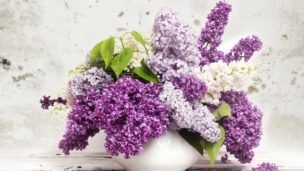 Обои цветок, сирень, пурпур, лаванда, Фиолетовый в разрешении 1280x720
