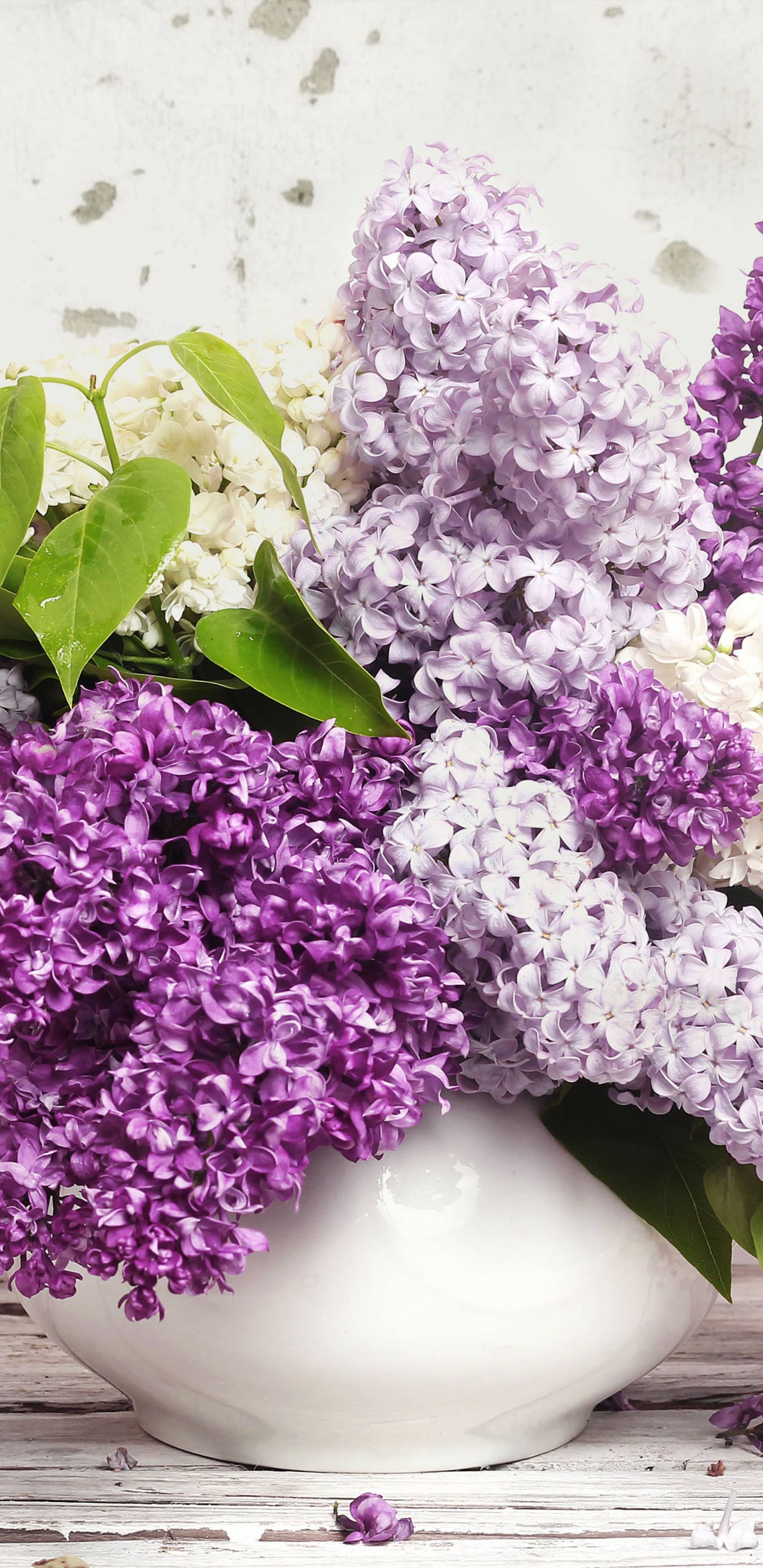 Обои цветок, сирень, пурпур, лаванда, Фиолетовый в разрешении 1440x2960