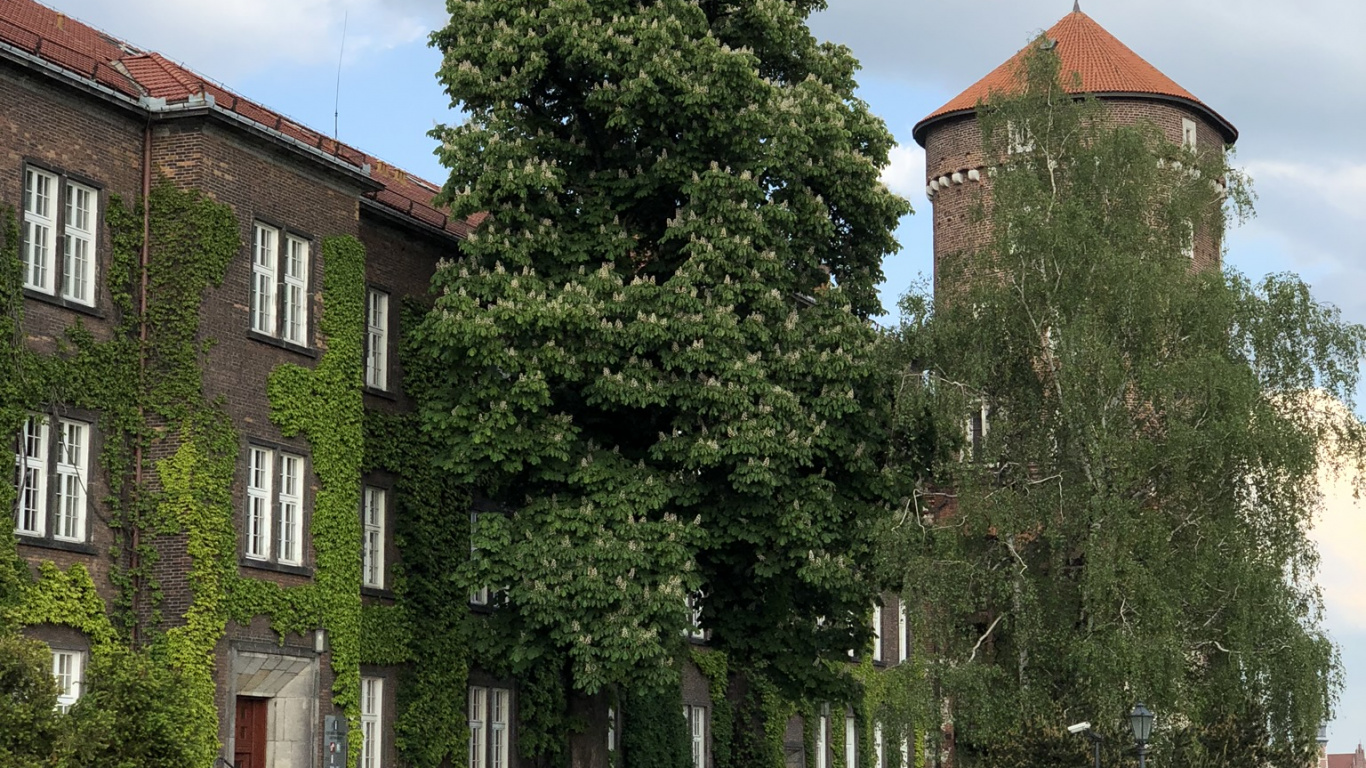 Обои дерево, окно, недвижимость, здание, кирпич в разрешении 1366x768