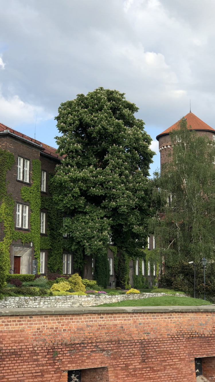 Обои дерево, окно, недвижимость, здание, кирпич в разрешении 750x1334