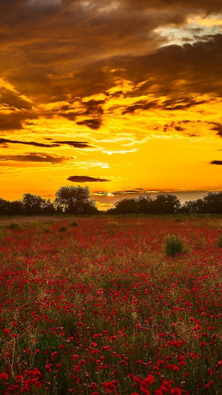 Обои цветок, облако, растение, атмосфера, природный ландшафт в разрешении 750x1334