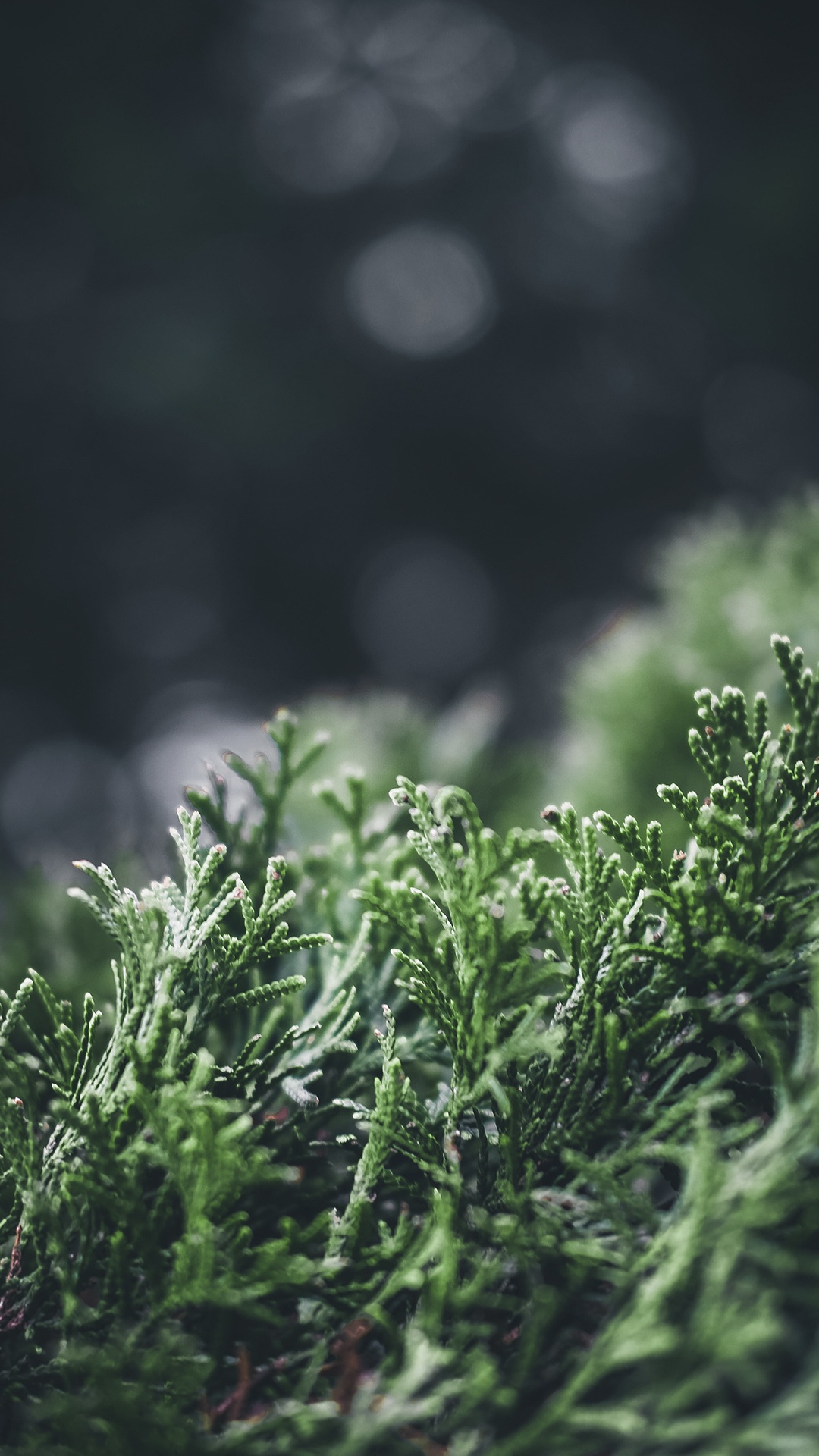 Обои природа, растение, вода, природный ландшафт, наземное растение в разрешении 1080x1920