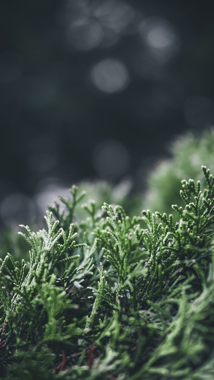 Обои природа, растение, вода, природный ландшафт, наземное растение в разрешении 720x1280