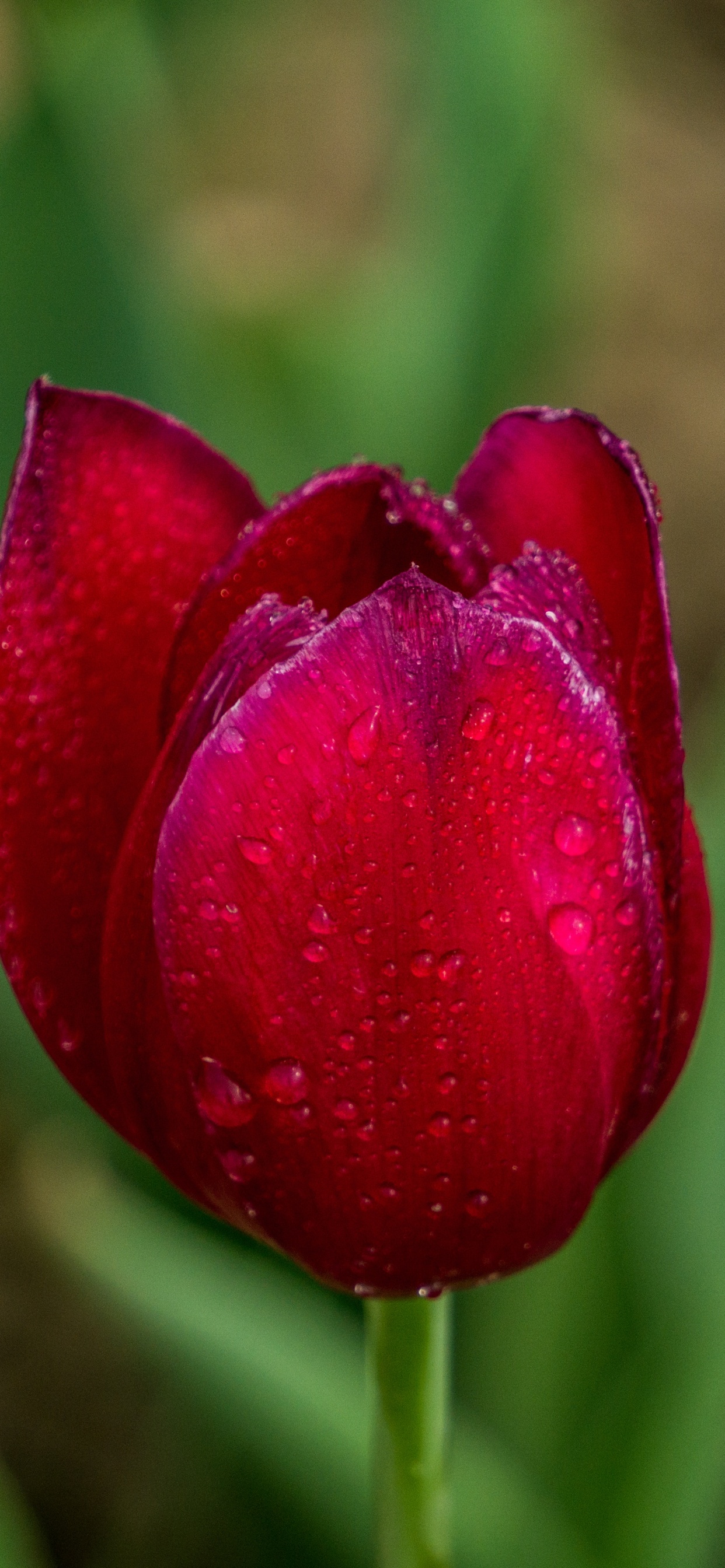 Обои тюльпаны, цветок, лепесток, растение, цветковое растение в разрешении 1242x2688