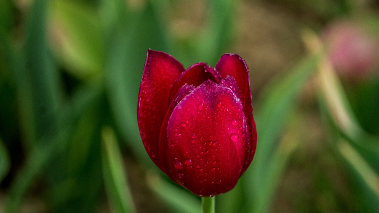 Обои тюльпаны, цветок, лепесток, растение, цветковое растение в разрешении 1280x720
