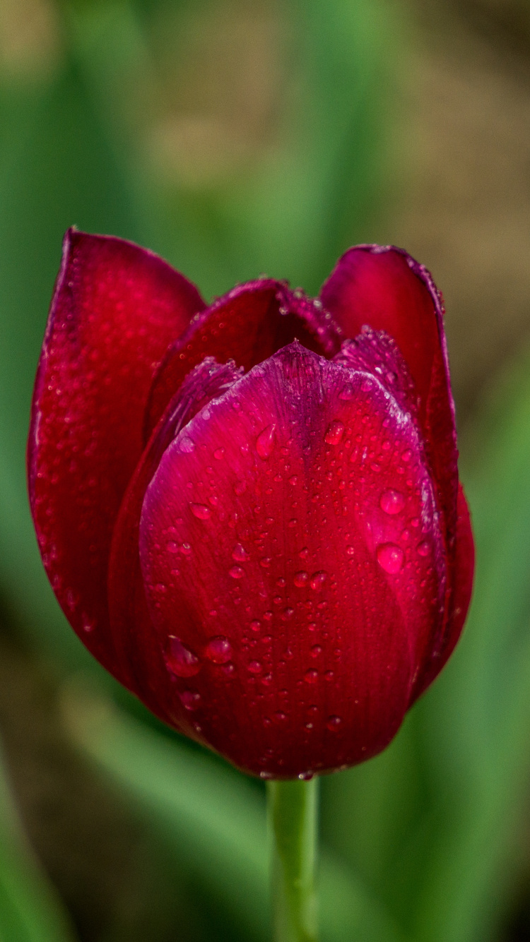 Обои тюльпаны, цветок, лепесток, растение, цветковое растение в разрешении 750x1334