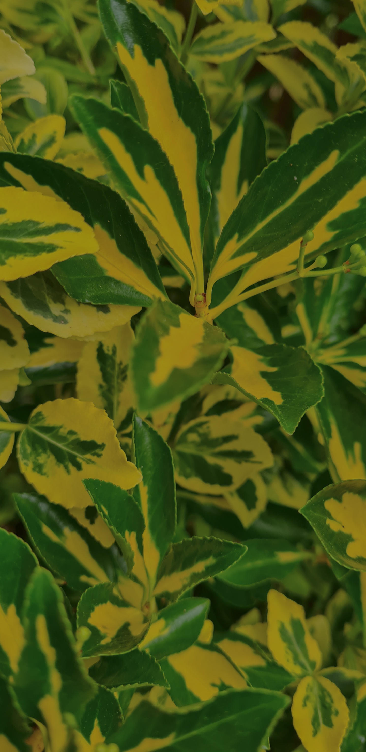 Обои лист, стебель растения, биология, наука, растение в разрешении 1440x2960