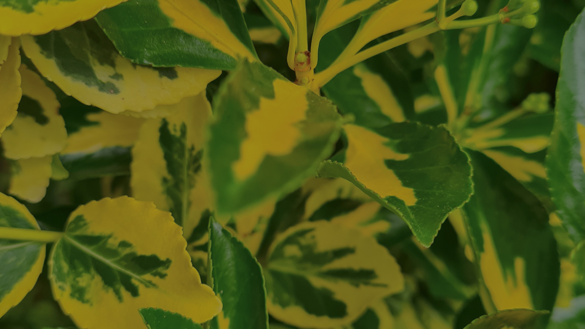 Обои лист, стебель растения, биология, наука, растение в разрешении 1920x1080