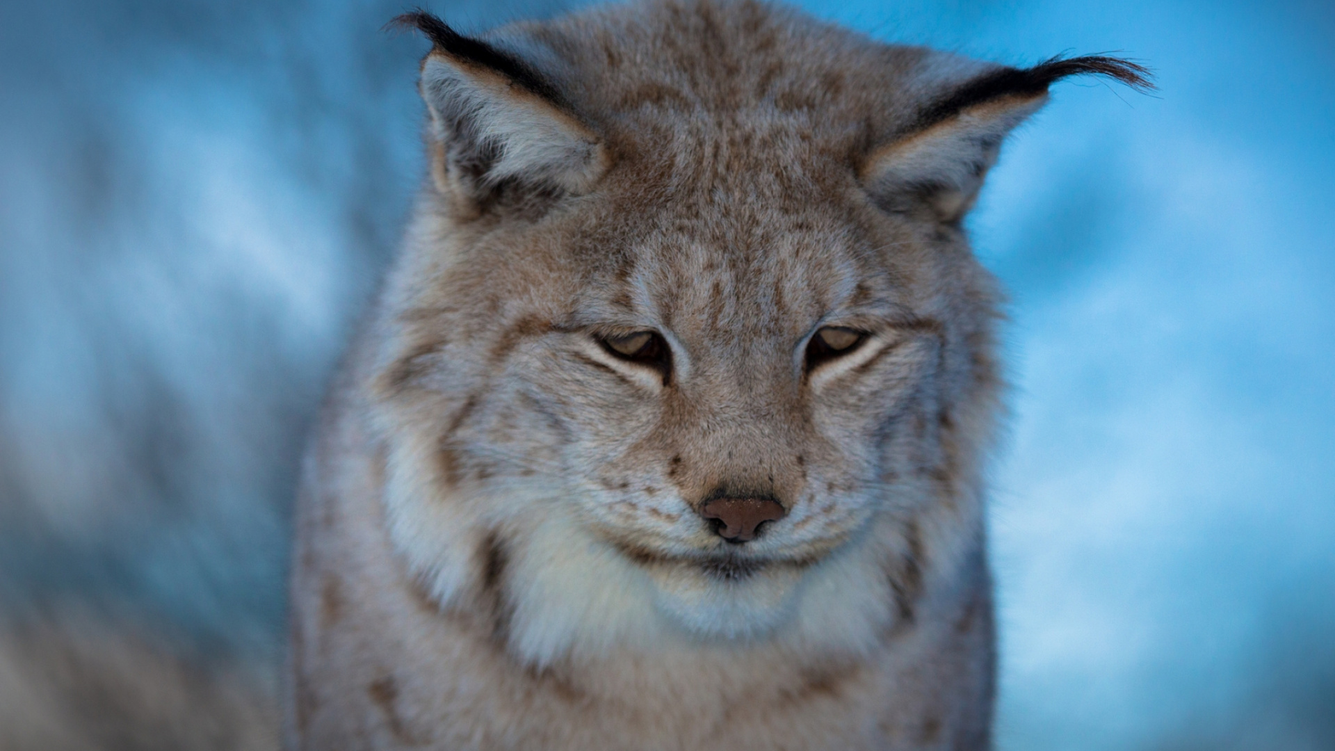 Обои живая природа, морда, грусть, рысь, малые и средние кошки в разрешении 1920x1080