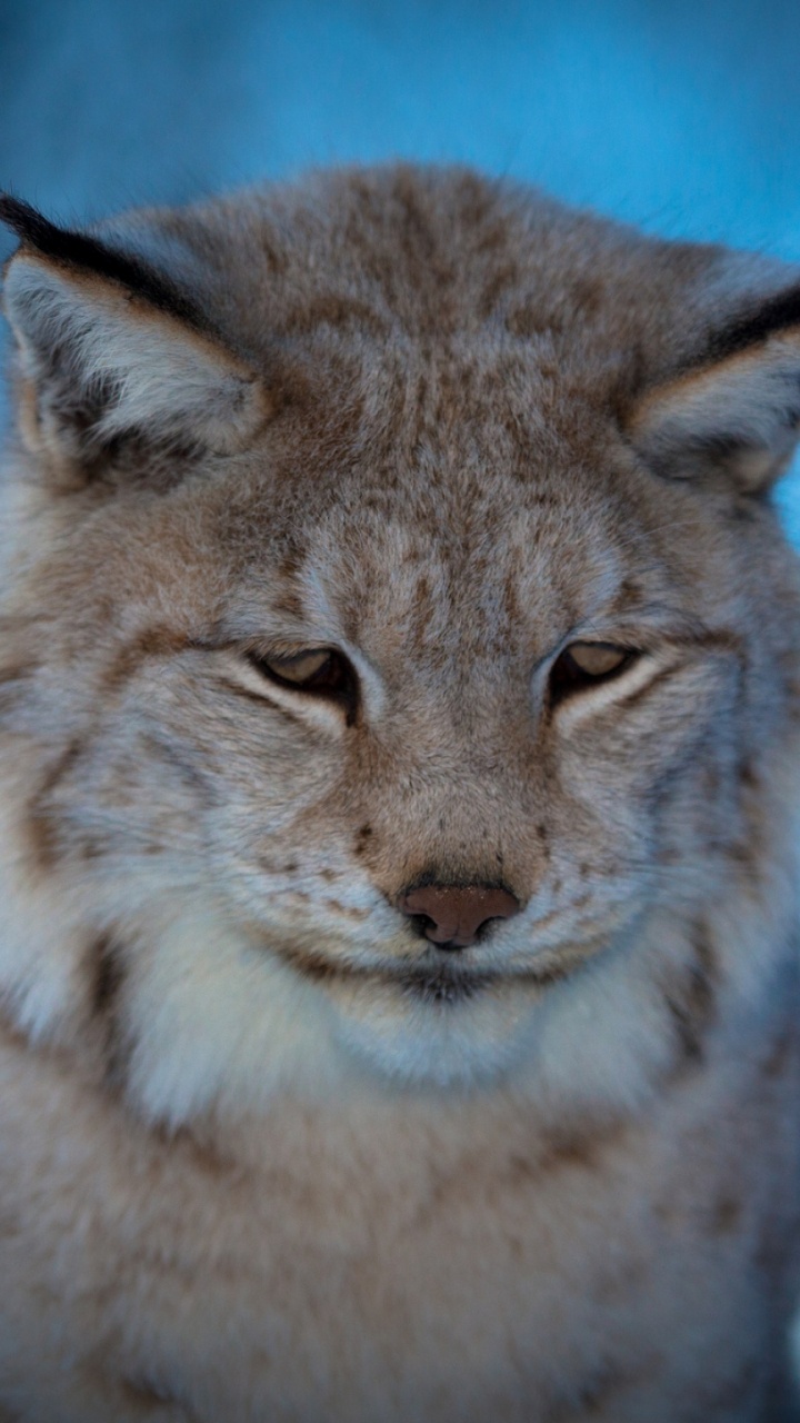 Обои живая природа, морда, грусть, рысь, малые и средние кошки в разрешении 720x1280